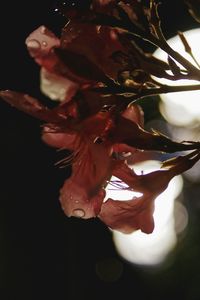 Close-up of plant