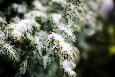 Close-up of snow on tree during winter