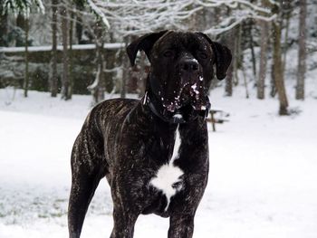 Dog in snow 