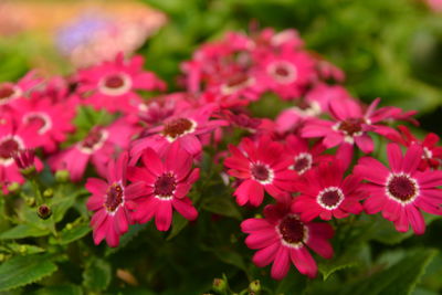 Close-up of pink flowers blooming outdoors