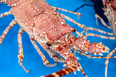 Close-up of crayfish in sea
