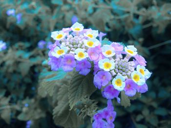Close-up of purple flowers