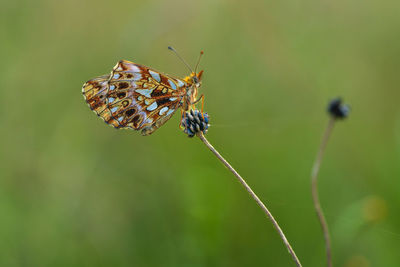 Close-up of butterfly on plant