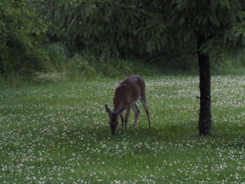 Horse grazing in a field