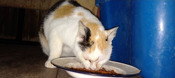 Close-up of a cat eating food