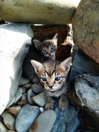 Portrait of cats on rock