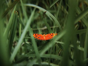 Close-up of ladybug on leaf