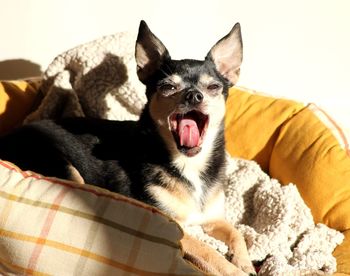 Portrait of dog relaxing on sofa at home