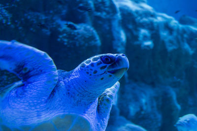 Close-up of fish swimming in sea