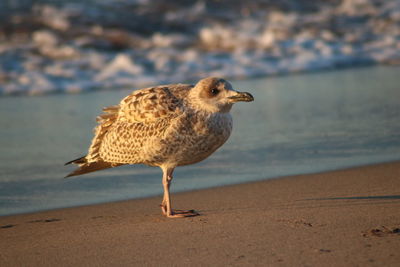 High angle view of seagull on beach