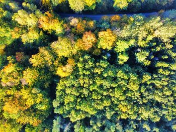 High angle view of yellow flowering plants