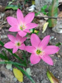 Close-up of pink flowering plant