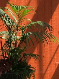 Close-up of palm leaves