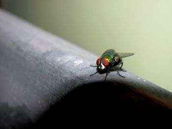 Close-up of insect