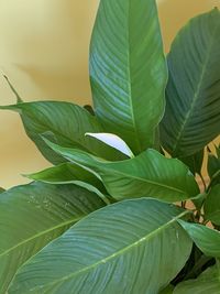 Close-up of green leaves