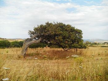 Trees on field against cloudy sky