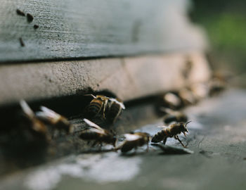 Close-up of bee on metal surface