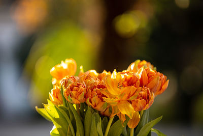 Close-up of yellow flower against blurred background