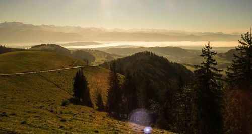 Panoramic shot of trees on landscape against mountain range