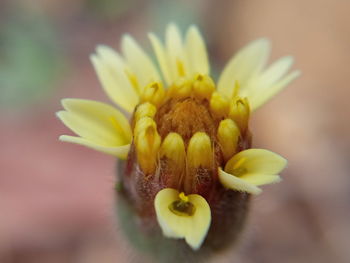 Close-up of yellow flower