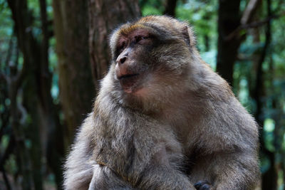 Close-up of monkey sitting on tree in forest