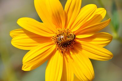 Close-up of insect on yellow flower