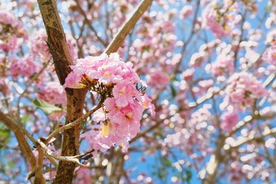 Close-up of pink flowers on tree