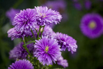 Close-up of purple flowering plants on field