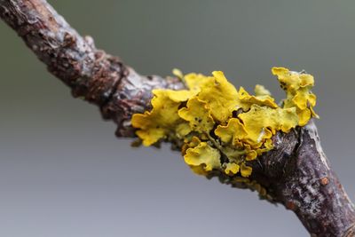 Close-up of yellow flower tree trunk