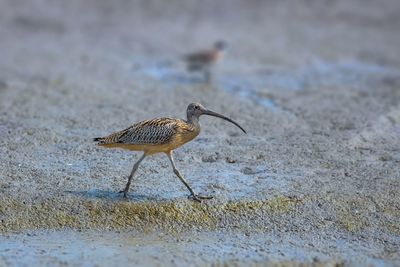 Side view of a bird on beach