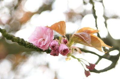 Low angle view of pink flowers on tree