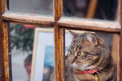 Close-up of a cat looking away