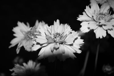 Close-up of white flowers