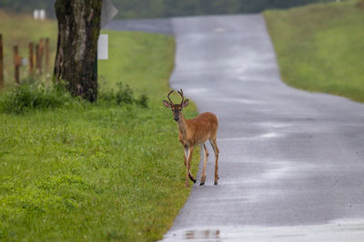 Deer on road