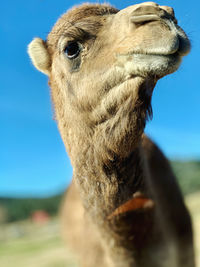 Close-up of a horse against the sky