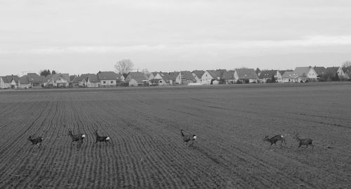 Flock of sheep on field against sky