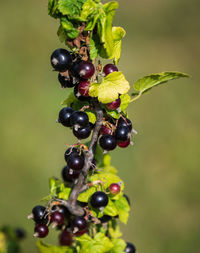 Close-up of berries growing on tree