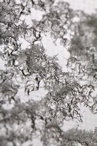 Close-up of snow on tree
