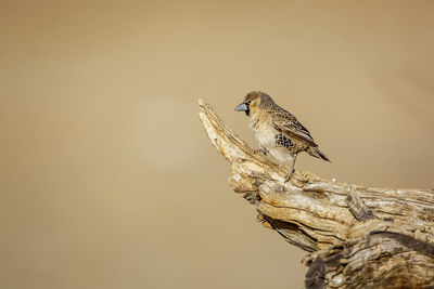 Close-up of bird perching on wood