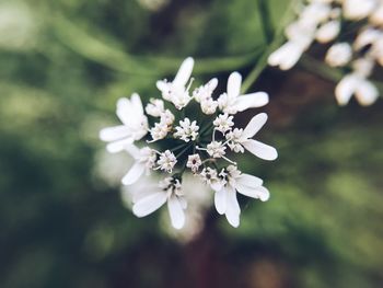 Close-up of white flowers blooming on tree