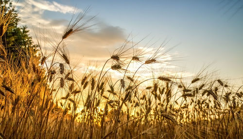 Close-up of stalks in field against sky