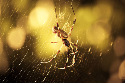 Close-up of spider on web