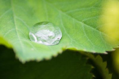 Close-up of leaves on leaf