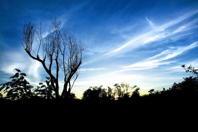 Silhouette trees against sky during sunset