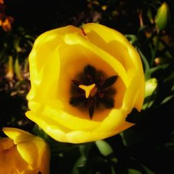 Close-up of yellow flower