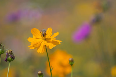 Close-up of bee pollinating on flower