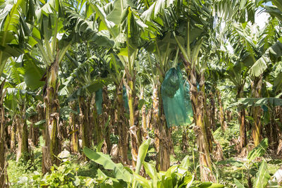 View of plants hanging from tree