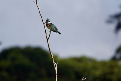 Close-up of a bird perching on a plant