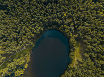 High angle view of trees in forest