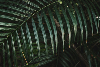 Close-up of palm leaf